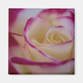 Double Delight Rose Magnet