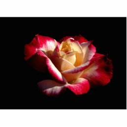Double Delight Rose Photo Sculpture  #2  2222
