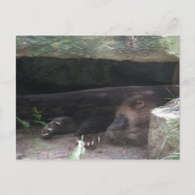 Double-Exposed Wolverine Rests, Shows Claws Postcard (Front)