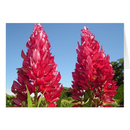 Double Flame Flower v2 Cards (Front Horizontal)