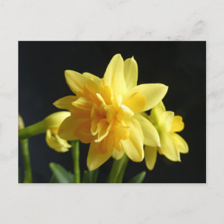 Double-flowered Daffodils DIY Postcard