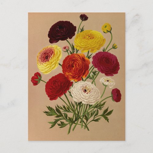 Double French Ranunculus by Arentina Arendsen Postcard
