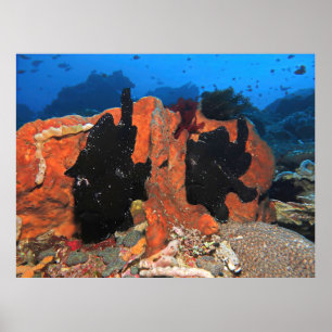 Double Giant Frogfish Poster