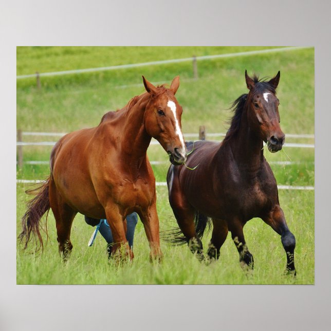 Double horses poster (Front)