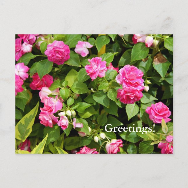 Double Impatiens Postcard (Front)