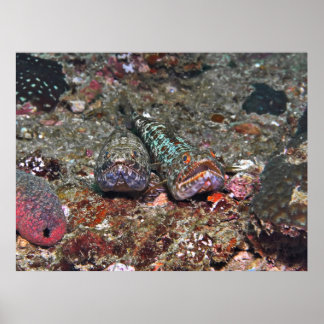 Double Lizardfish Poster