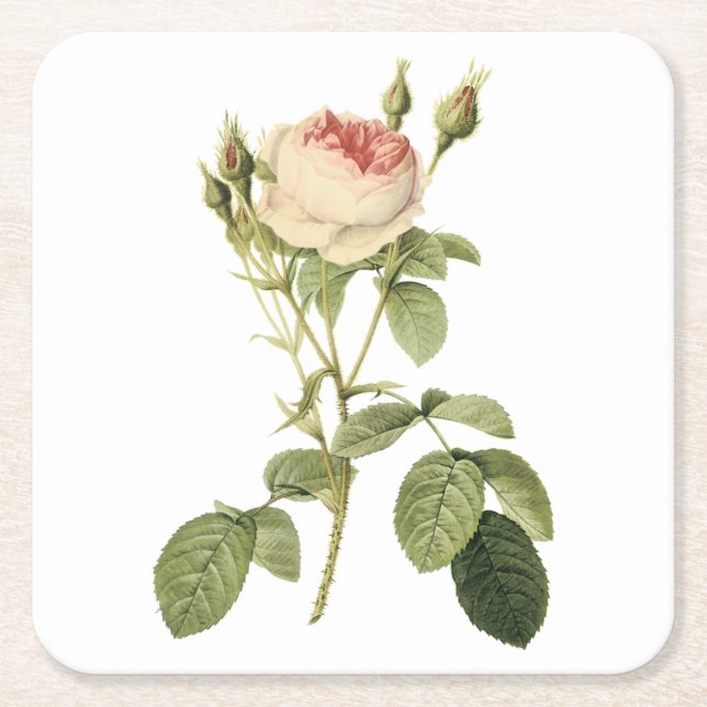 double moss rose by Redouté Square Paper Coaster (Front)