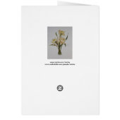 Double Narcissi Bouquet Floral Art (Back)