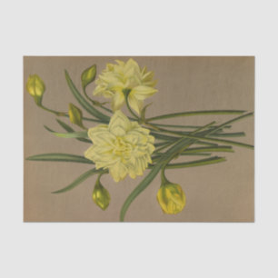 Double Narcissus Sulphur Kroon Silver Phoenix Tissue Paper