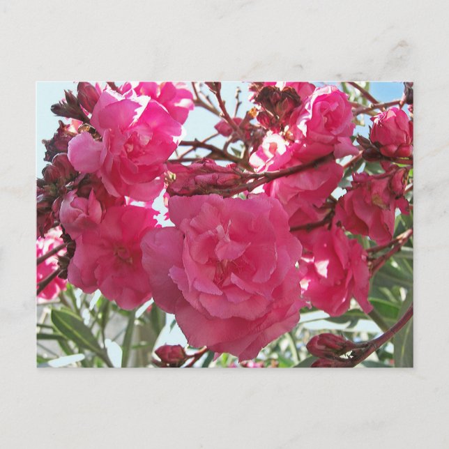 Double Oleander 1 Postcard (Front)