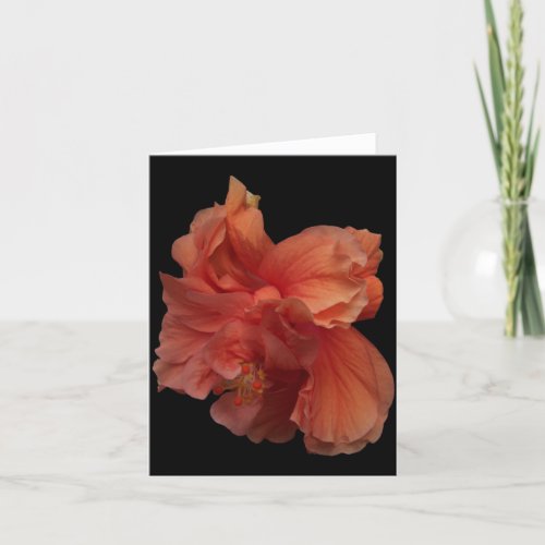 double peach hibiscus flower notecard
