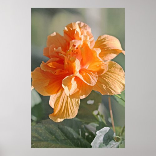 Double Peach Hibiscus on Canvas Print