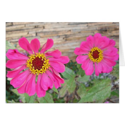 Double pink blooms cards (Front Horizontal)