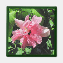 Double Pink Hibiscus with Raindrops Magnet