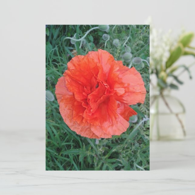 Double Poppy Flower Card (Standing Front)