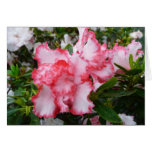 Double Red and White Azaleas Spring Floral