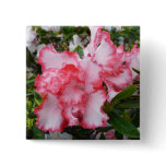Double Red and White Azaleas Spring Floral Button