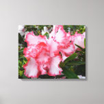 Double Red and White Azaleas Spring Floral Canvas Print