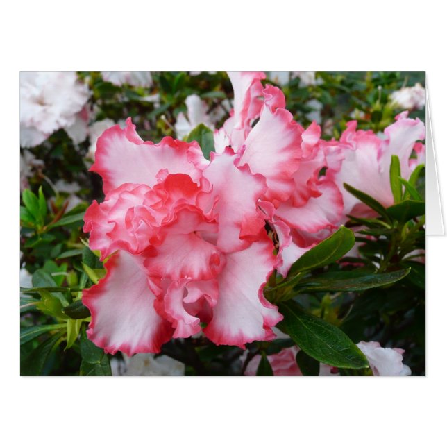 Double Red and White Azaleas Spring Floral Card (Front Horizontal)