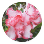 Double Red and White Azaleas Spring Floral Classic Round Sticker