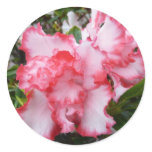 Double Red and White Azaleas Spring Floral Classic Round Sticker