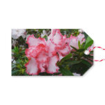 Double Red and White Azaleas Spring Floral Gift Tags