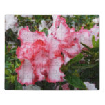 Double Red and White Azaleas Spring Floral Jigsaw Puzzle