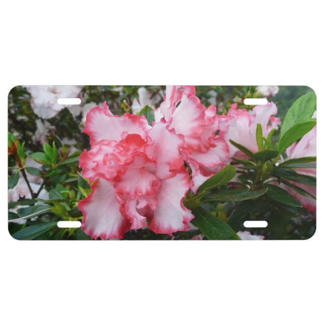 Double Red and White Azaleas Spring Floral License Plate (Front)