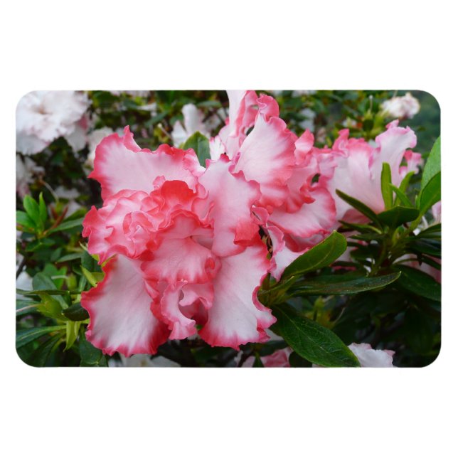 Double Red and White Azaleas Spring Floral Magnet (Horizontal)