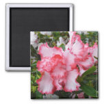 Double Red and White Azaleas Spring Floral Magnet