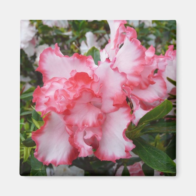 Double Red and White Azaleas Spring Floral Magnet (Front)