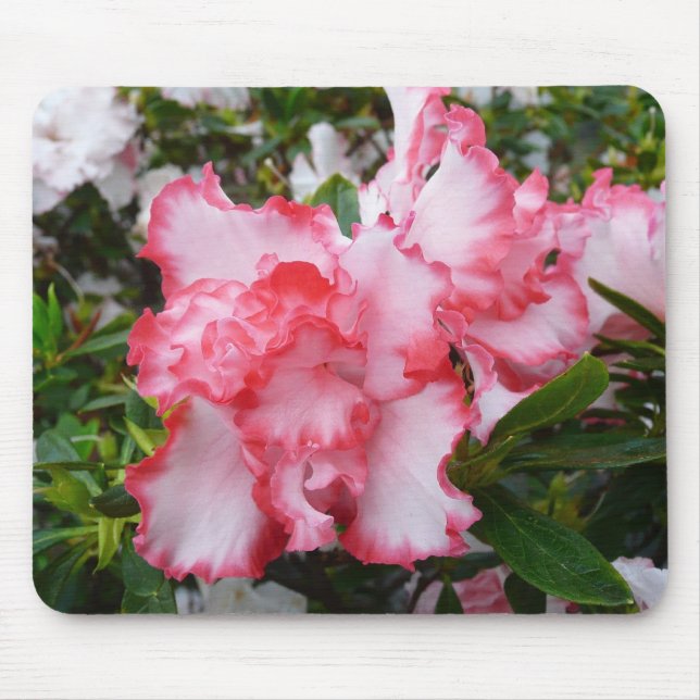 Double Red and White Azaleas Spring Floral Mouse Pad (Front)