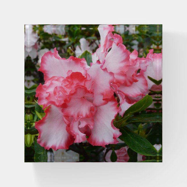 Double Red and White Azaleas Spring Floral Paperweight (Front)