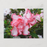 Double Red and White Azaleas Spring Floral Postcard