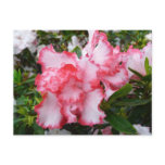 Double Red and White Azaleas Spring Floral Postcard