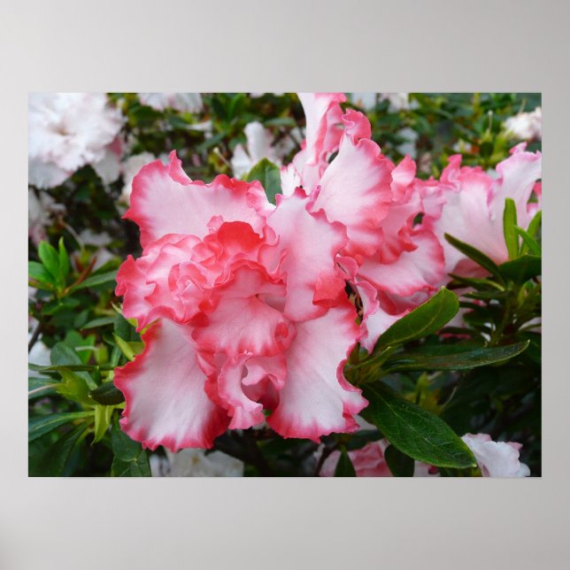 Double Red and White Azaleas Spring Floral Poster (Front)