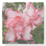 Double Red and White Azaleas Spring Floral Stone Coaster