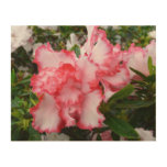 Double Red and White Azaleas Spring Floral Wood Wall Art