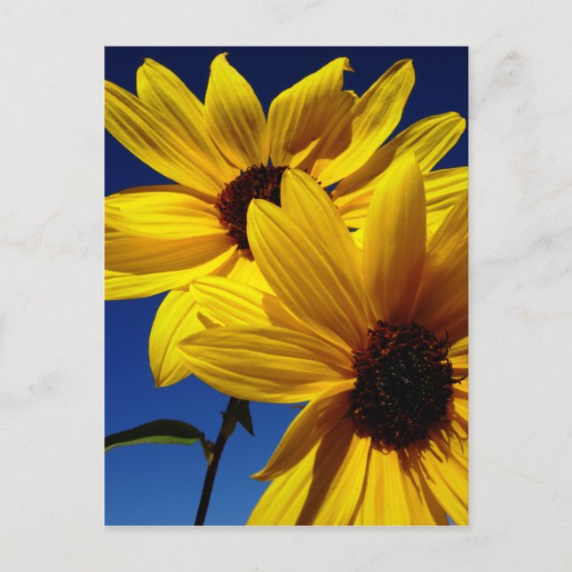 Double Sunflower Postcard (Front)