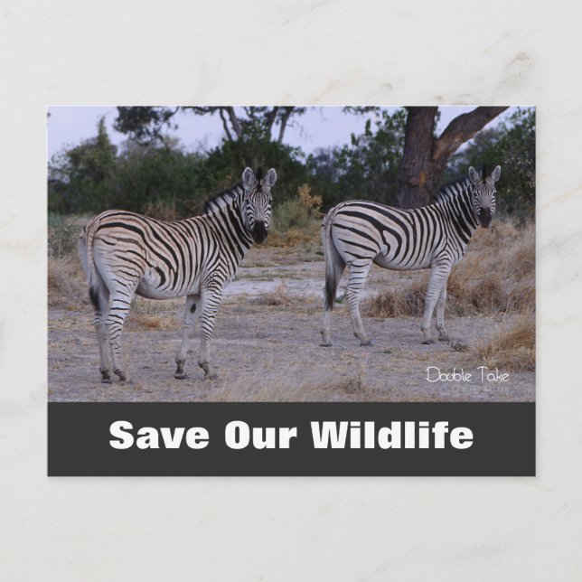 Double Take, Save Our Wildlife Postcard (Front)