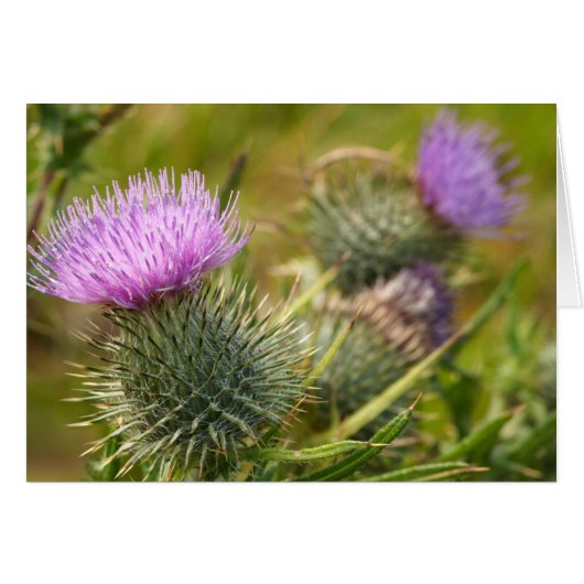 Double Thistle Card (Front Horizontal)