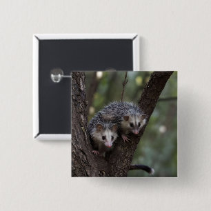 Double Trouble in the Canopy: Twin Possums Button