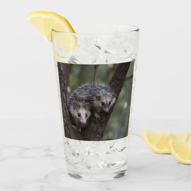 Double Trouble in the Canopy: Twin Possums Glass (Front Ice)