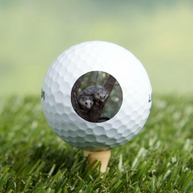 Double Trouble in the Canopy: Twin Possums Golf Balls (Insitu Tee)