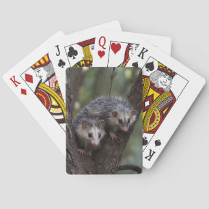Double Trouble in the Canopy: Twin Possums Poker Cards