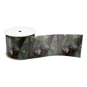 Double Trouble in the Canopy: Twin Possums Satin Ribbon