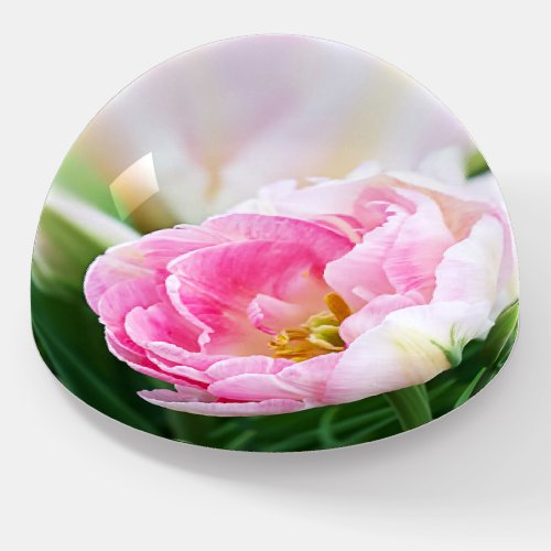Double Tulips Beautiful Pink Paperweight