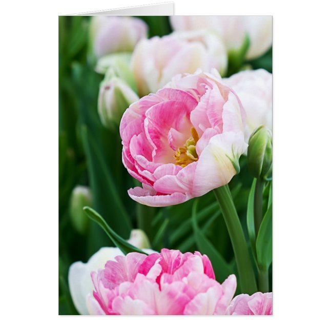 Double Tulips Spring Garden Custom Text Cards (Front)