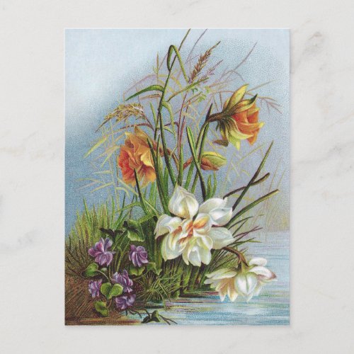 Double White and Gold Narcissus By a Pond Postcard