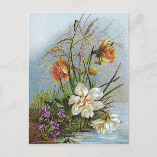 Double White and Gold Narcissus By a Pond Postcard (Front)